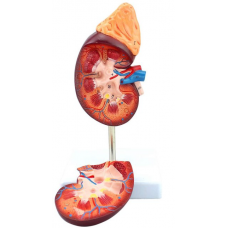 Kidney with Adrenal Gland, 1.5X life size